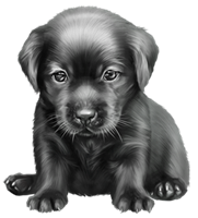 transparent-dog-puppy-labrador-retriever-retriever-sporting-gr-pin-van-miled-miled-op-verymany-honden5e4befc4562c03.227646621582034884353.png